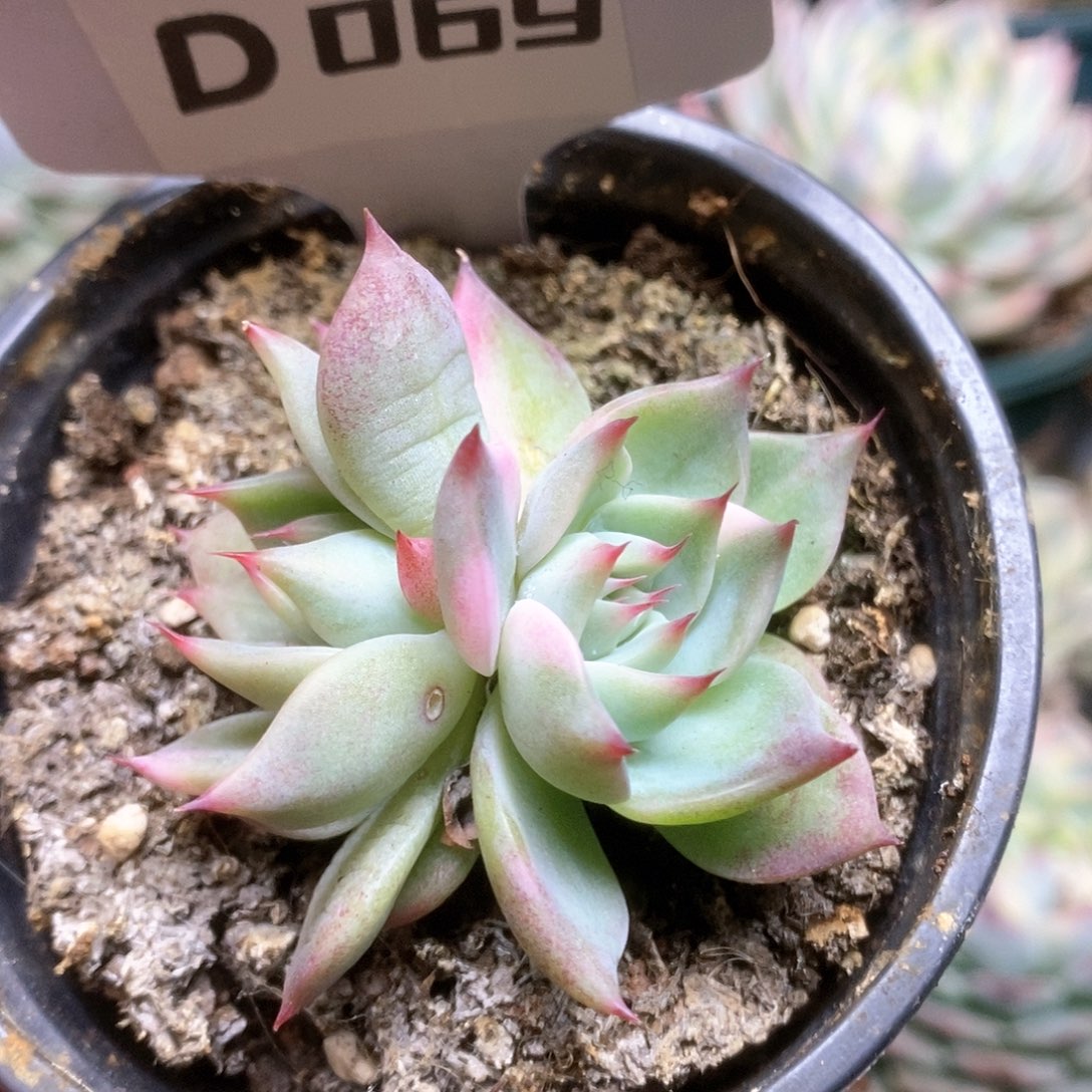 069锦锦锦锦锦锦锦