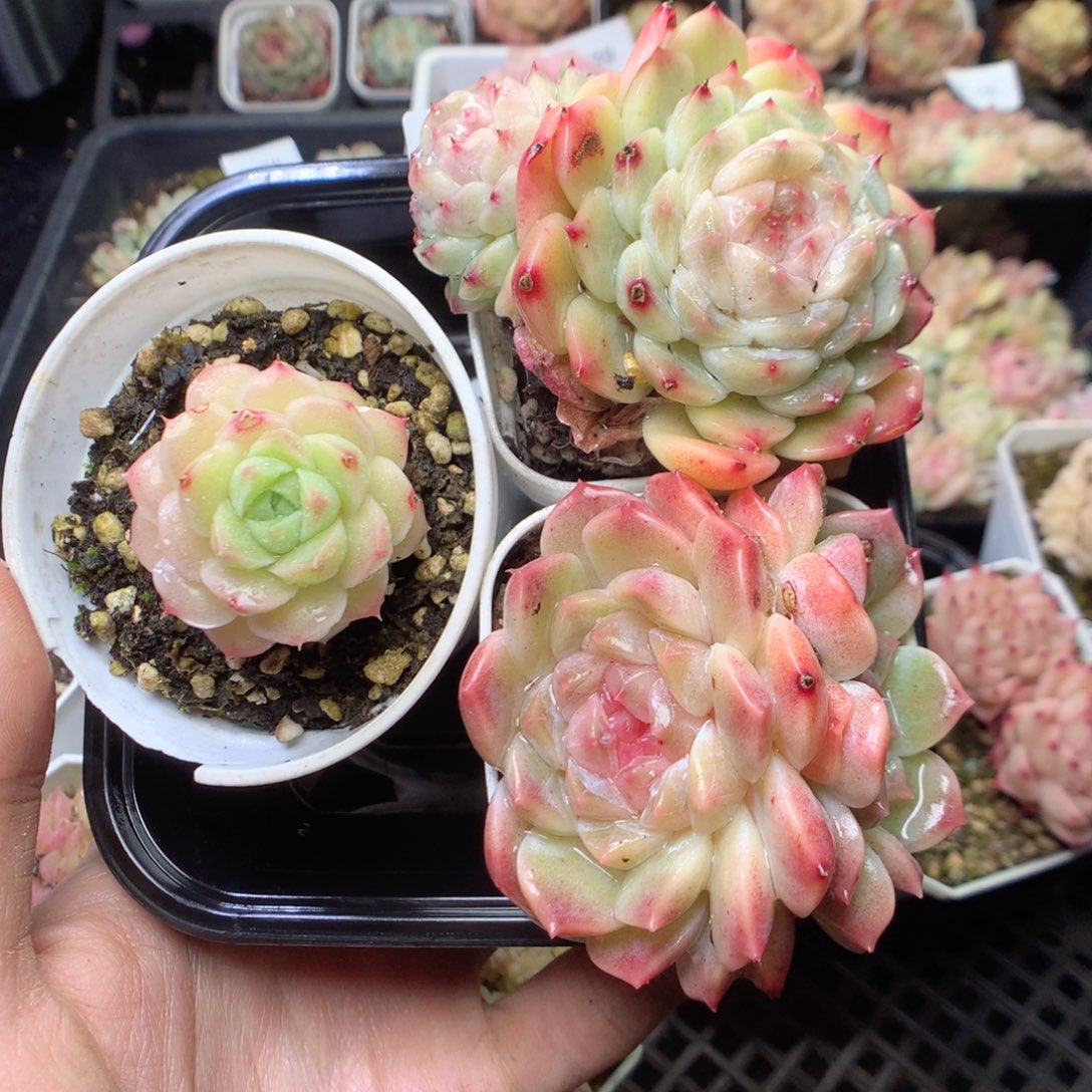 无花朵E36 yyyyyyyyy