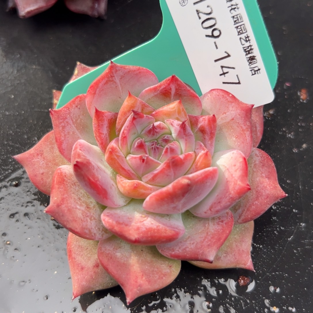 从前慢花园多肉编号1209-147