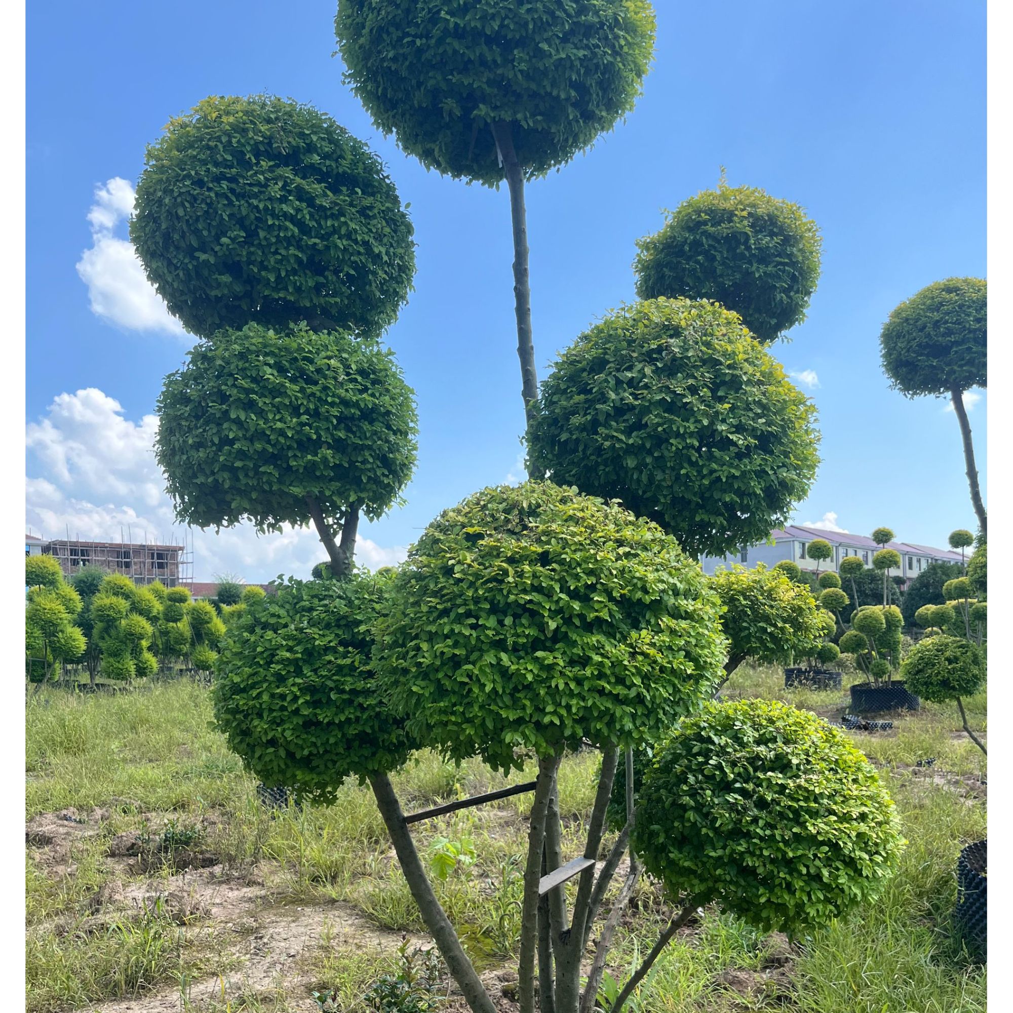 亮晶女贞多头造型树别墅庭院四季常青一物一拍