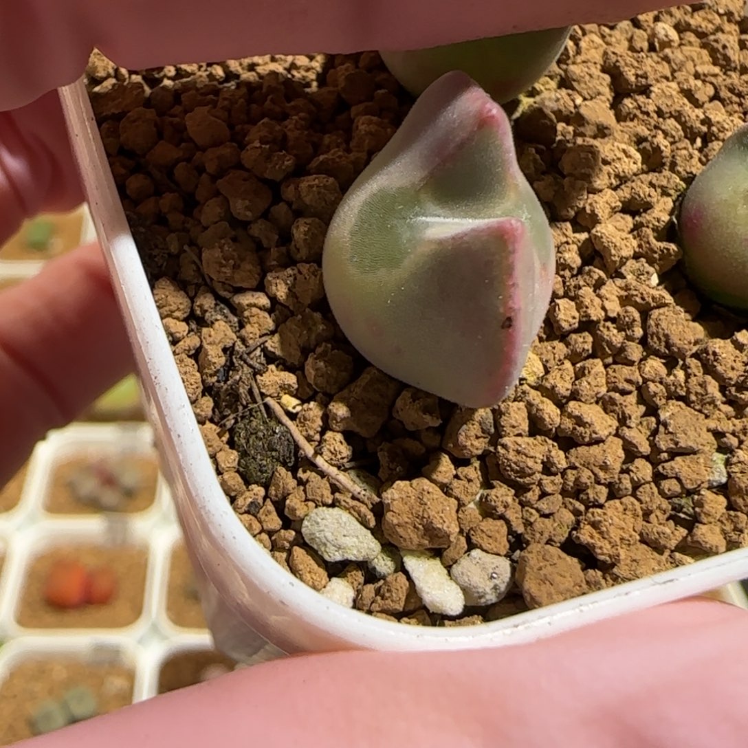 M***～肉锥多肉植物组合-ap空蝉432