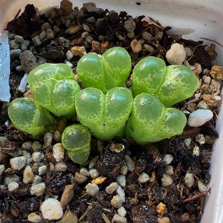 522多肉植物种类多样