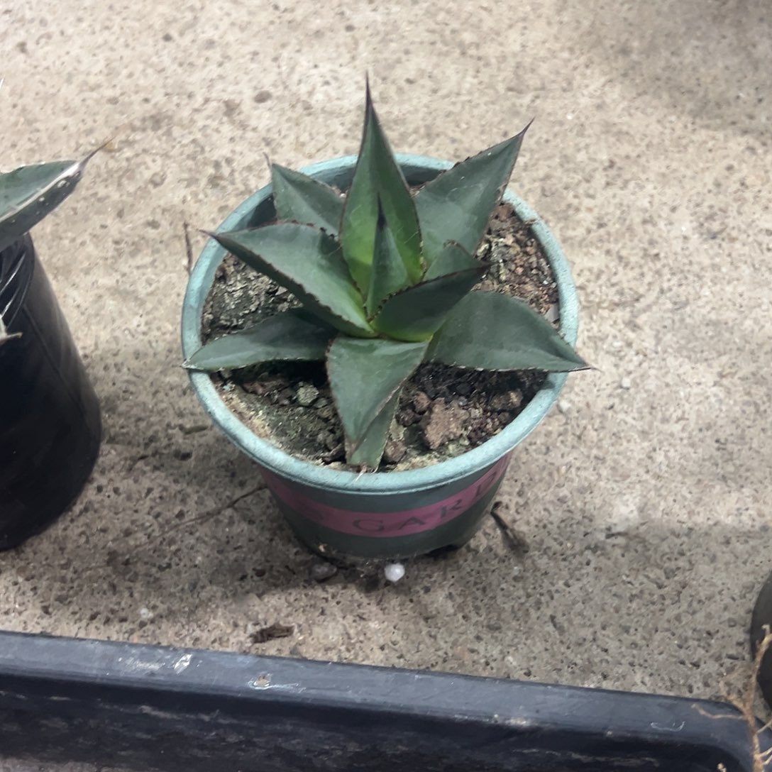 我***的厚叶亚利桑哪龙舌兰植物