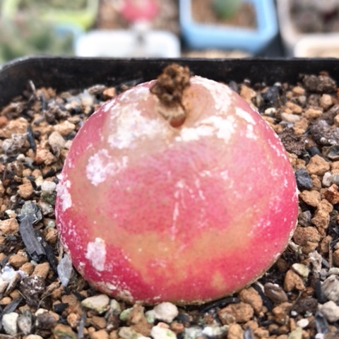 多肉肉锥 3.4Cm 大灯泡