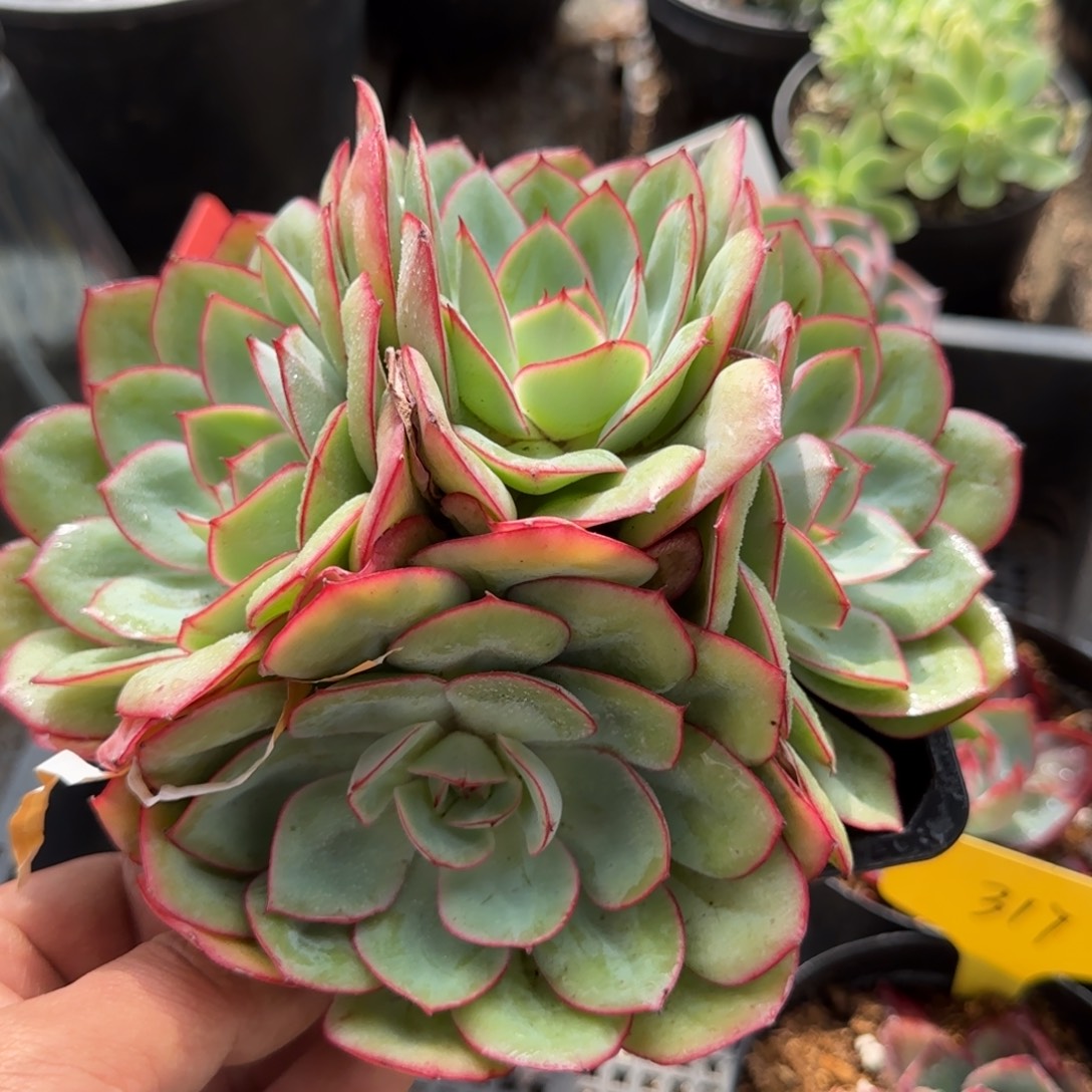 牡丹亭惊鸿一物一拍包装收缩花旱