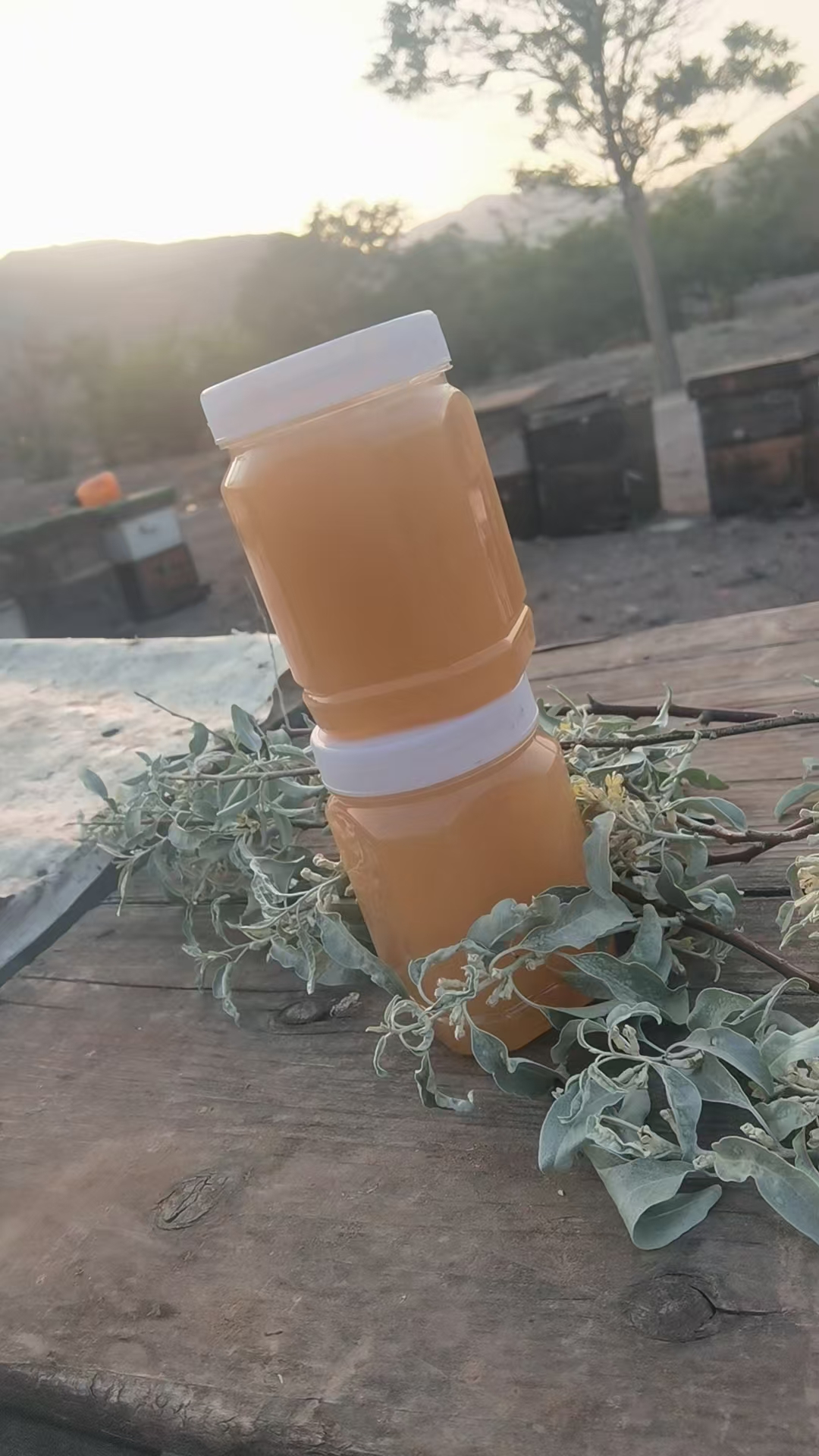 2025天然宁夏沙枣蜜二斤