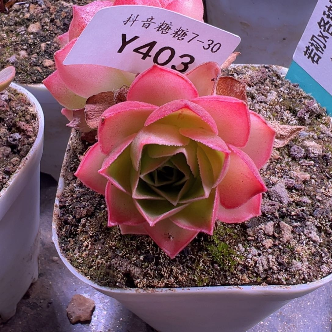 杨403 若初x各种侧芽小