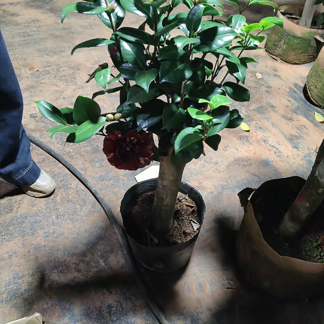 全部花苞三品混接不包邮