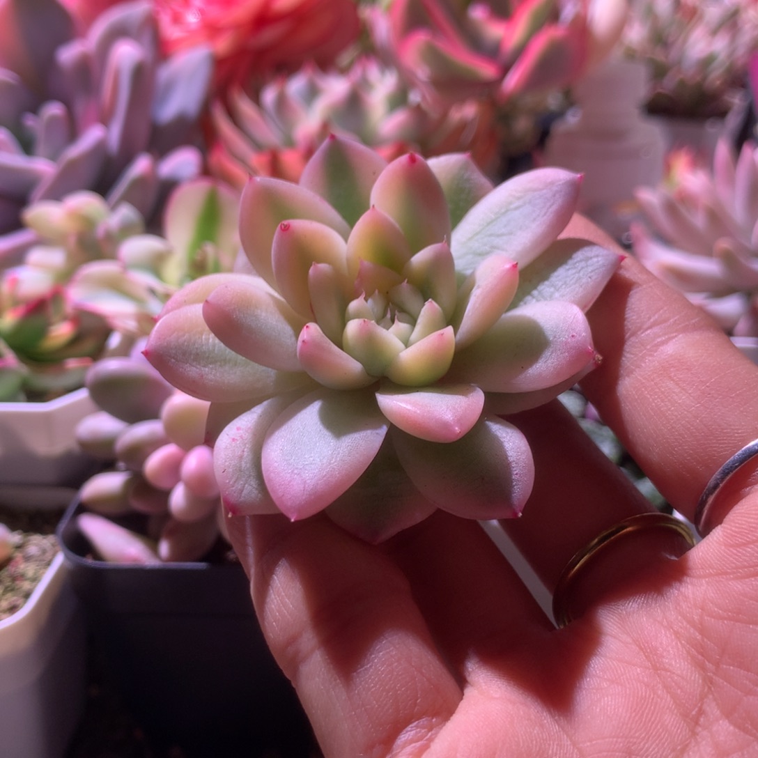 阿尔巴佳人覆轮锦有根