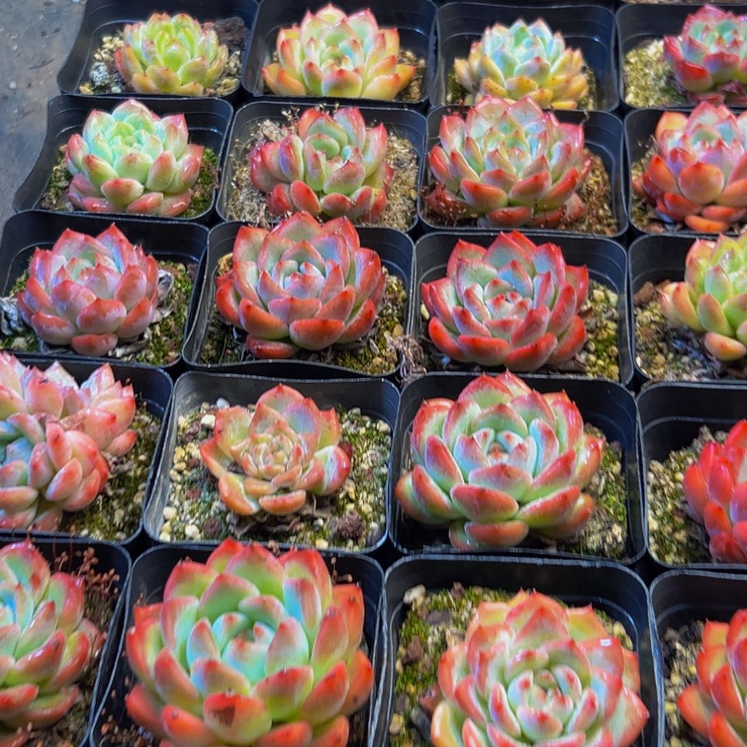 837多肉葡萄的价格是