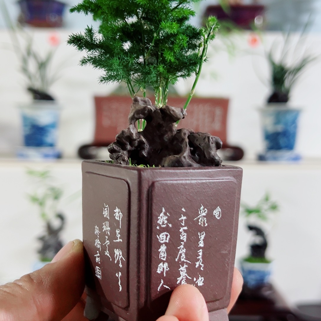 无花朵盆景，云竹，太湖石