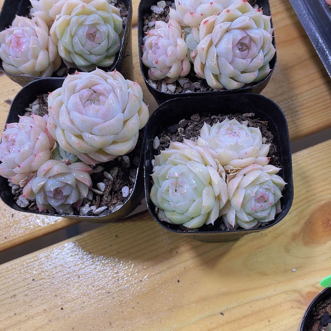 291号 睫毛冰透麦秆群一颗