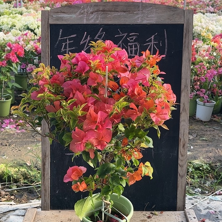 完全开放三角梅橙色精彩