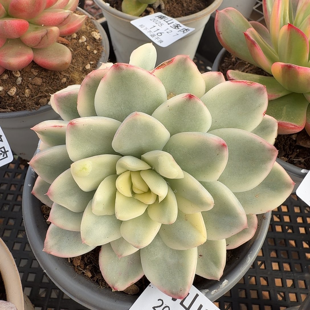 雪鳶锦1111127-112