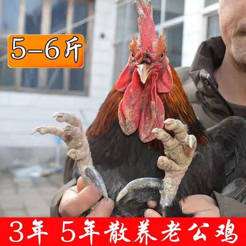 5年老公鸡【脚蹬4-5厘米】农村散养大公鸡净重5斤顺丰 包冰率不含冰