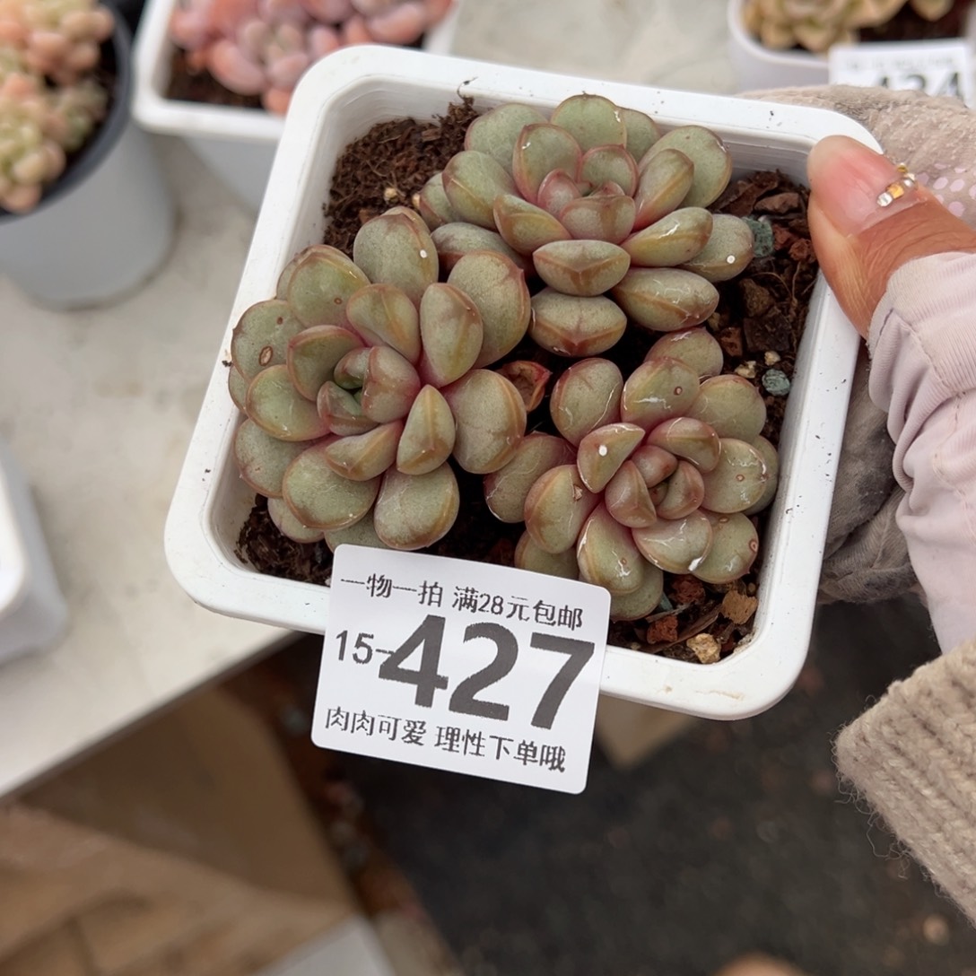 葡萄，多肉多肉多肉多肉