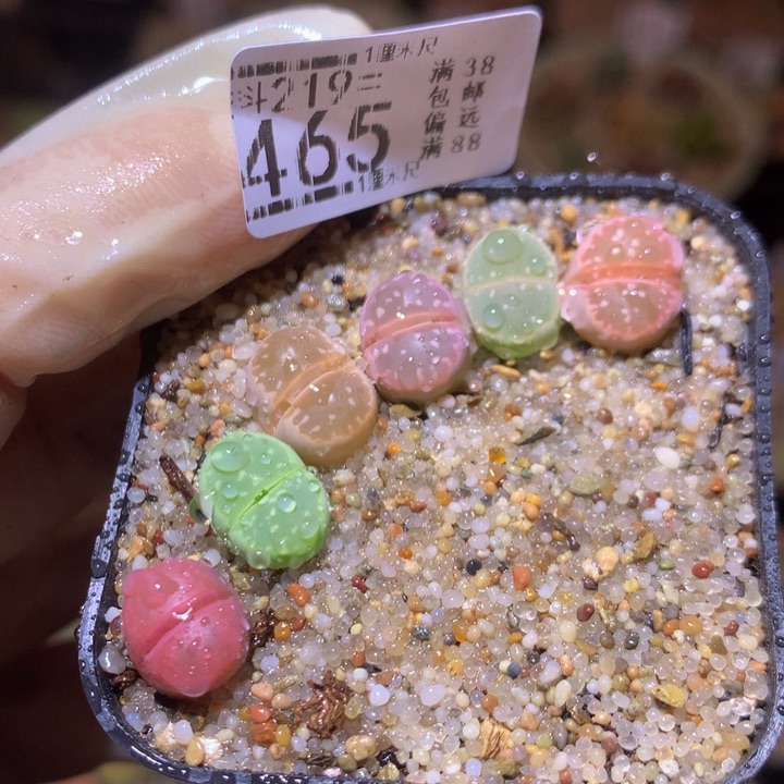 精品生石花219.465