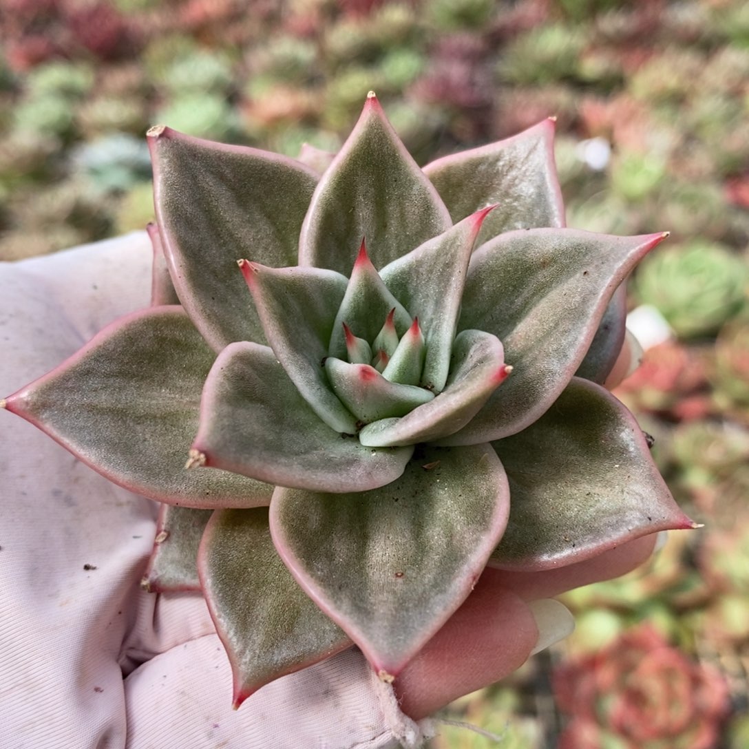 无花朵2830 1号东云系多肉植物