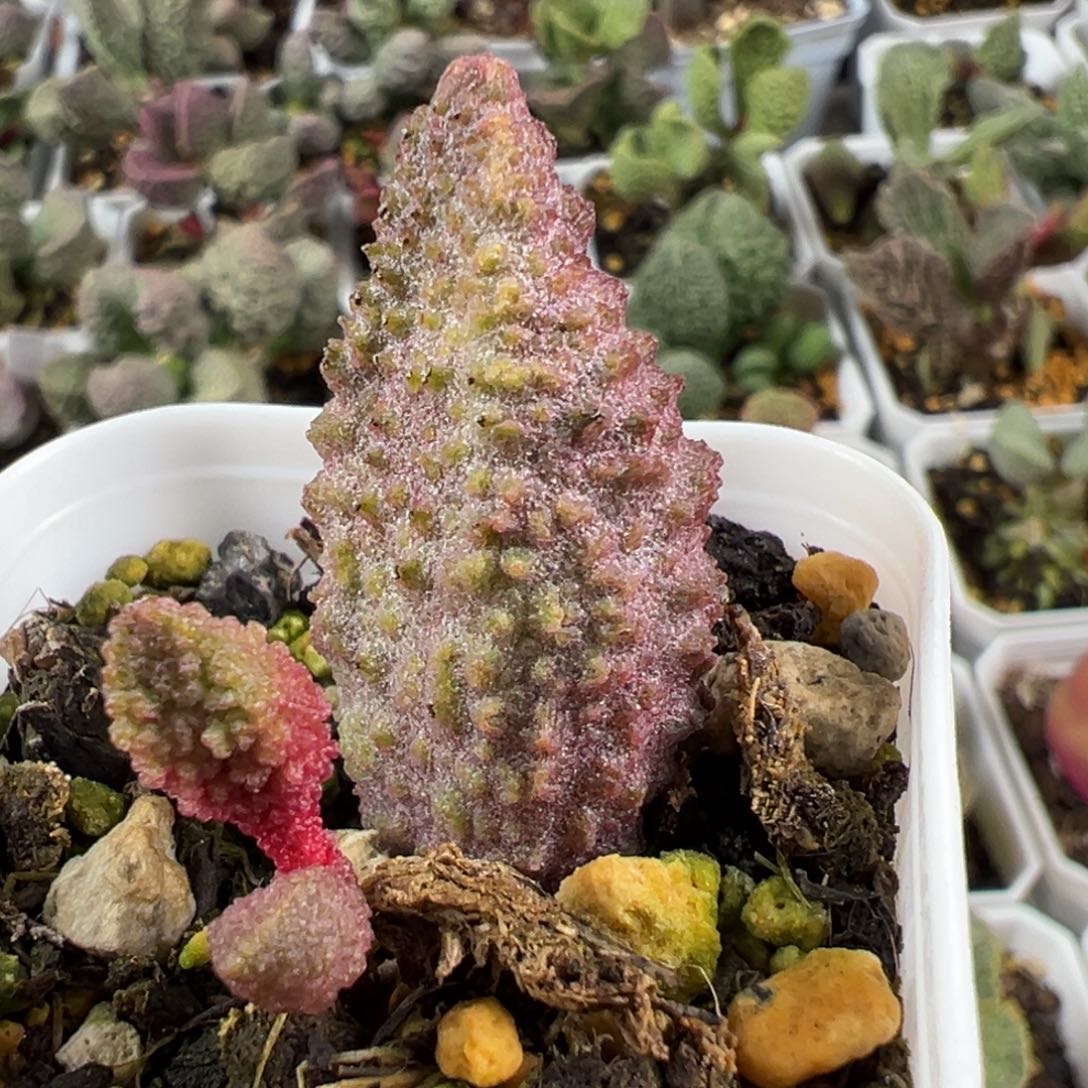 大叶型绿色尤点大苗多肉植物