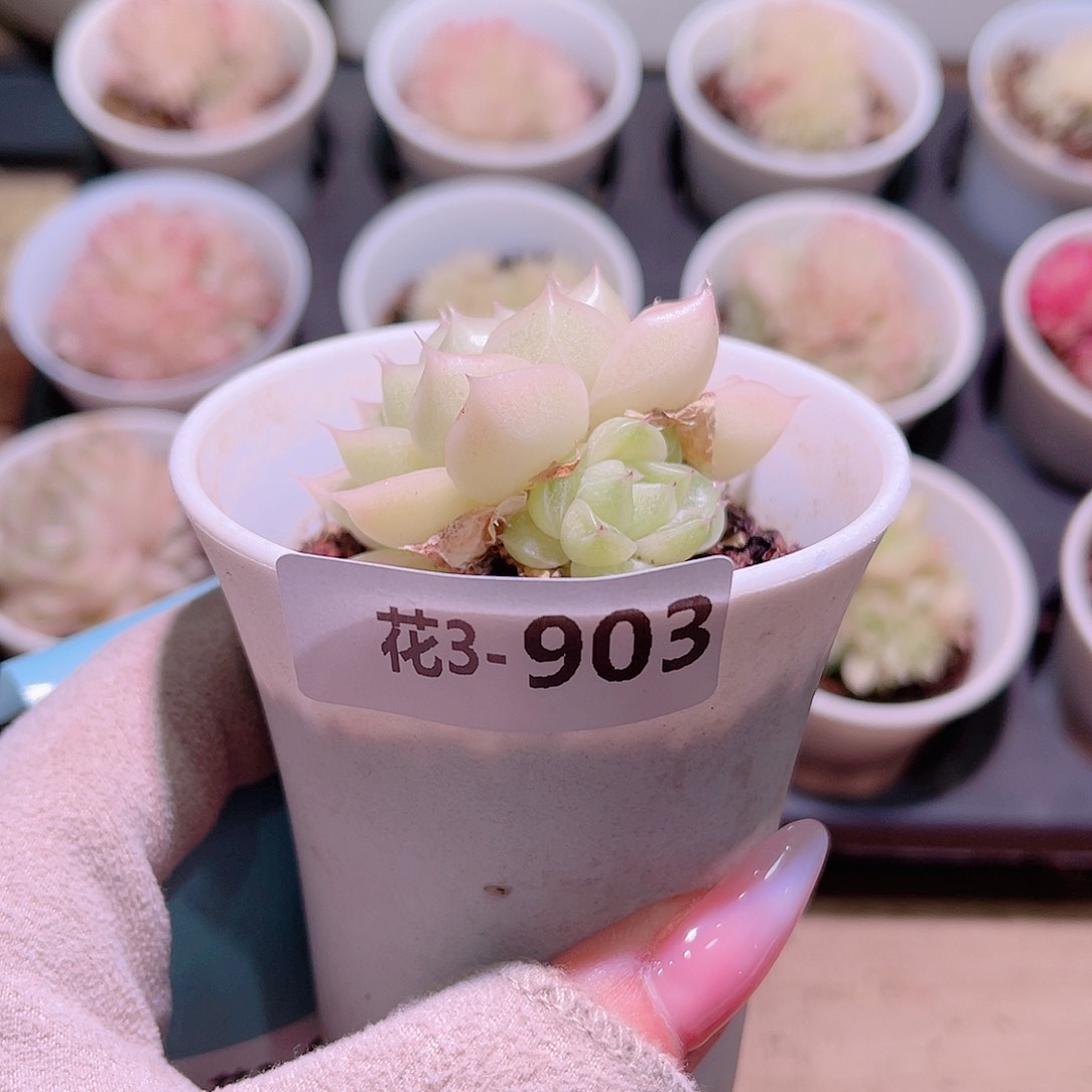 花利美3-903麦秆