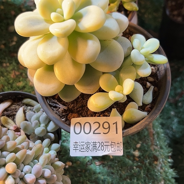 幸运的是我没有遇到你我