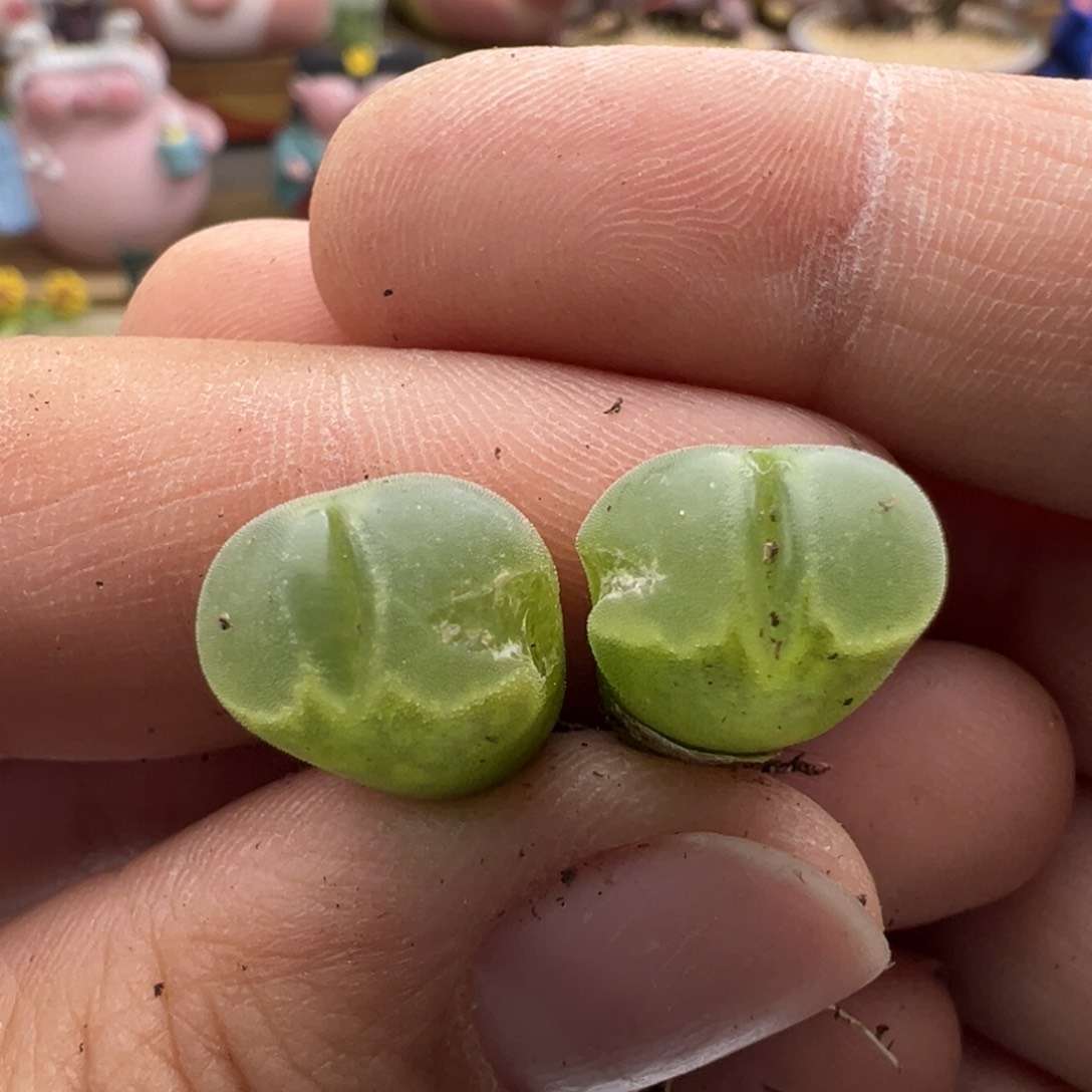 441。 柏实花园多肉植物