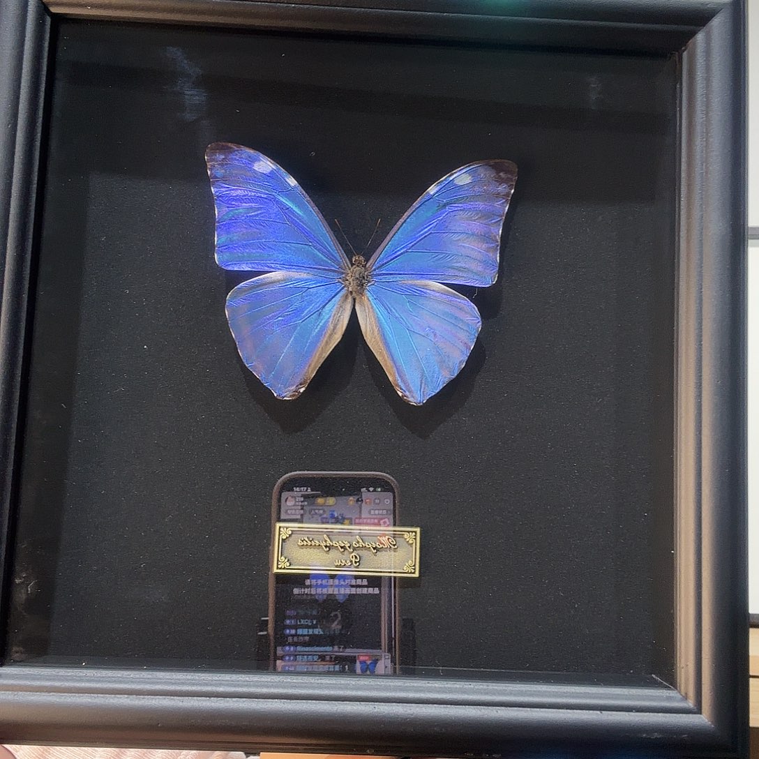 木安东尼斯闪蝶八寸