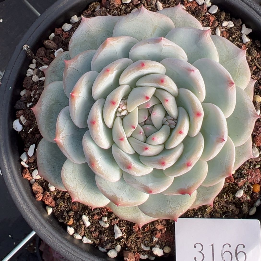 果**台3166肉肉肉肉肉肉