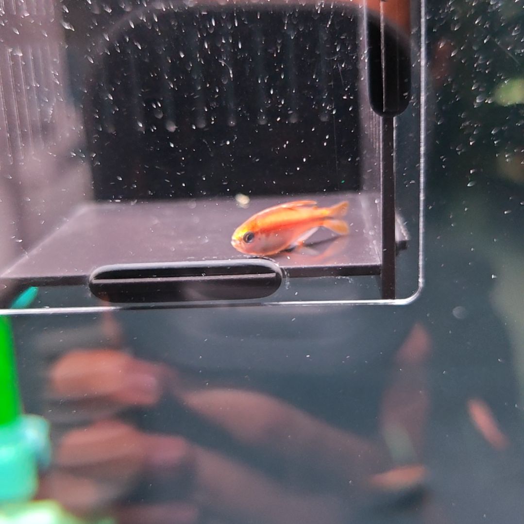 灯科鱼超级黄魔鬼灯鱼