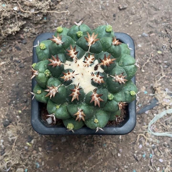 短豪刺象牙自根10cm