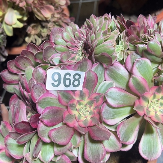 微***有多肉植物一个倾城968