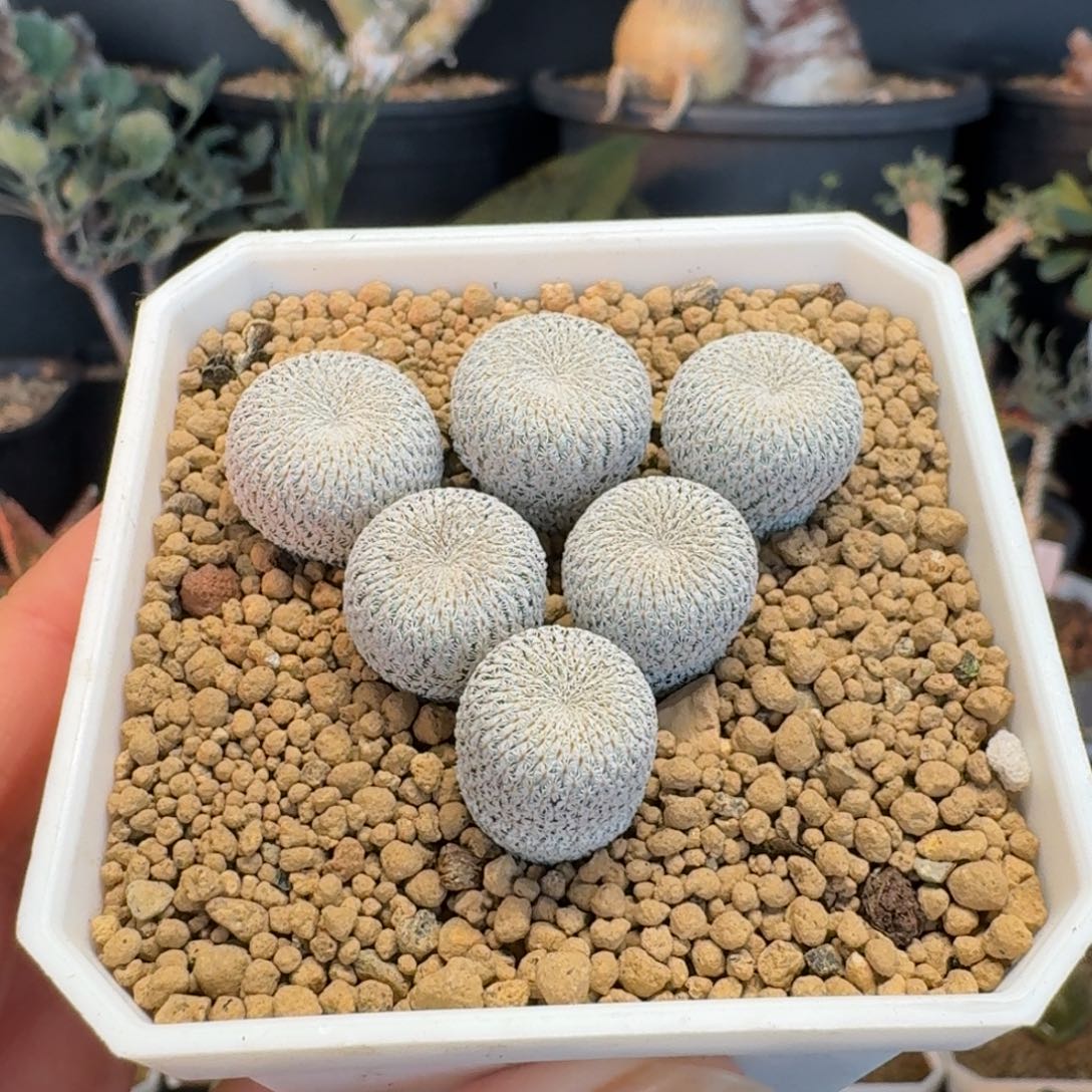 月世界一物一拍多肉