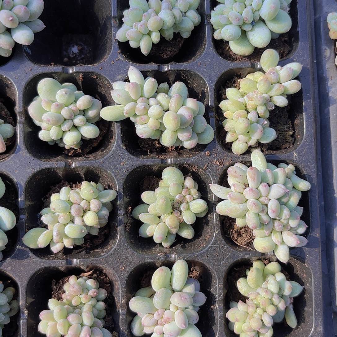 苹果奶缀一颗量拍