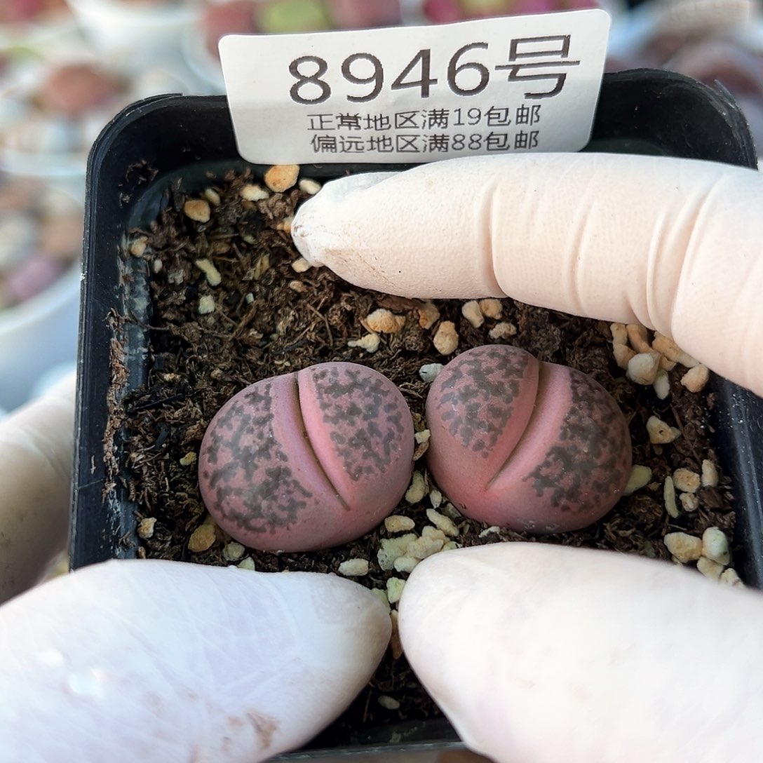 好养易活生石花大母本8946