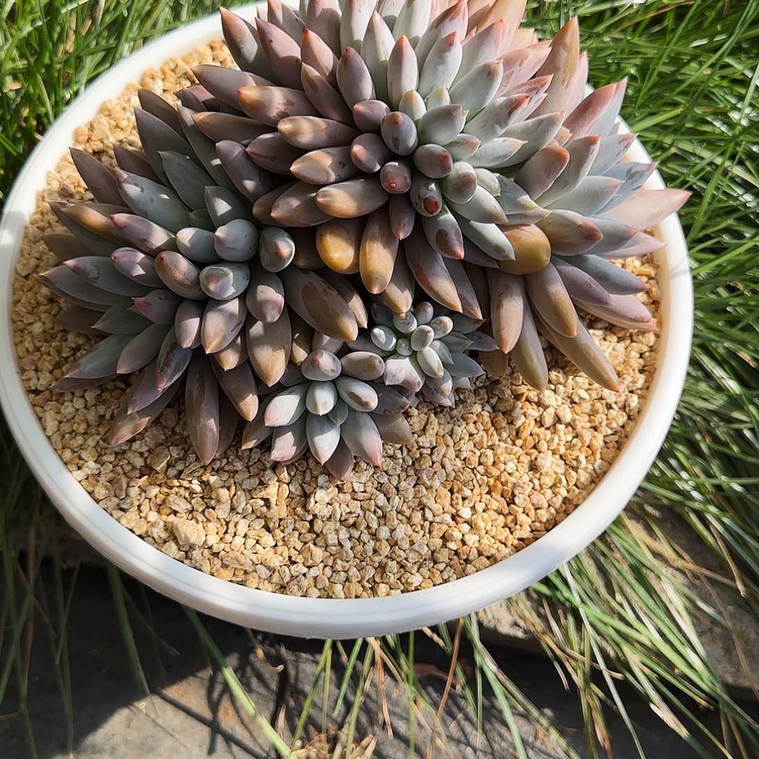 哥特多肉多肉植物多肉