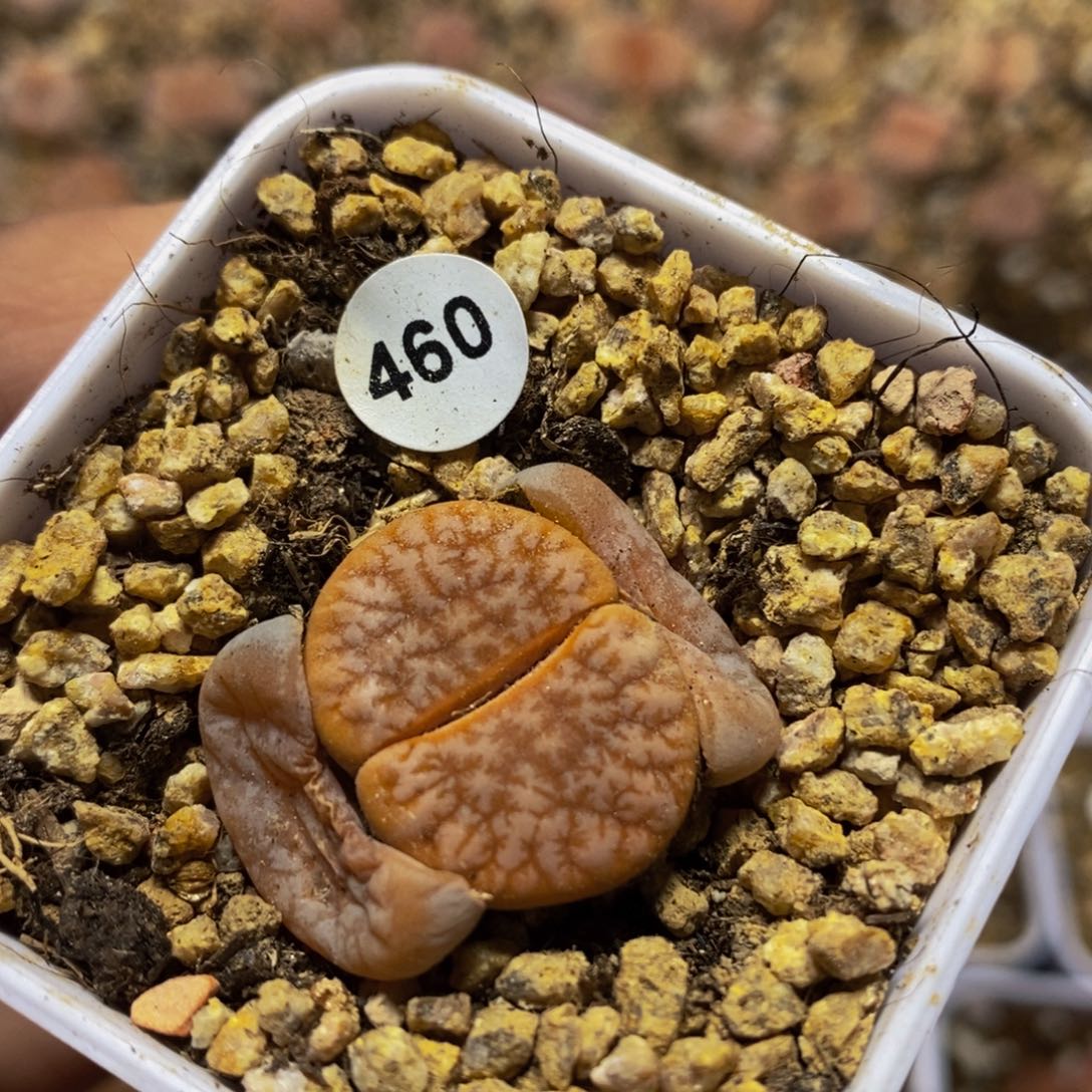 拿铁2cm（多肉植物