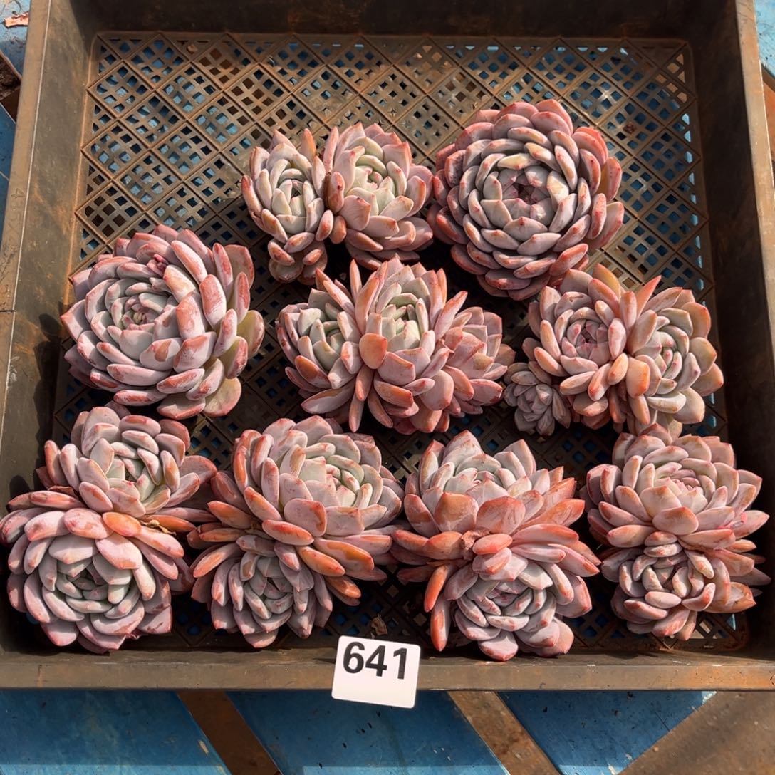 641号新疆西藏内蒙古不包邮