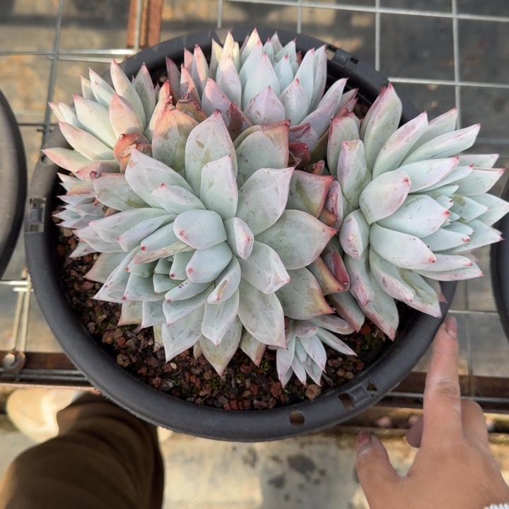 卡系群多肉植物绿植