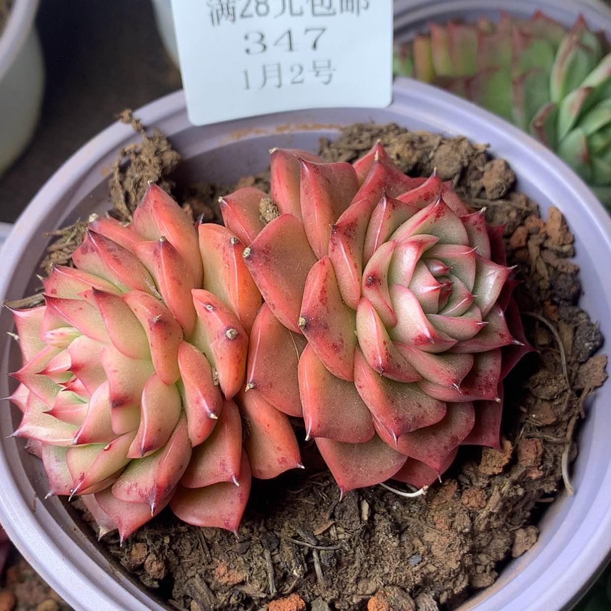 【闪购商品】云347号