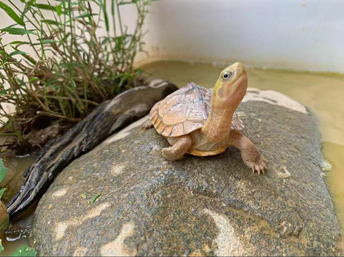 宠物活体链接2-2