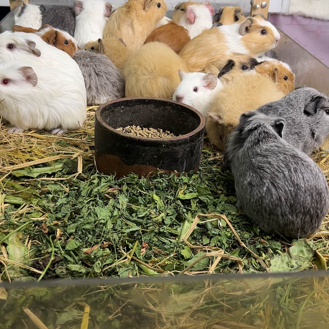 冠毛雕灰妹妹可爱300