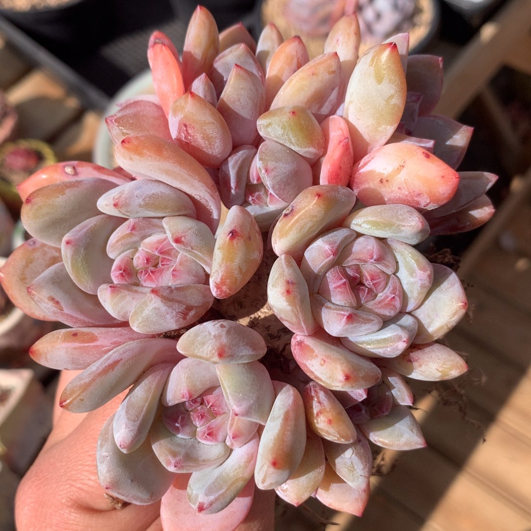 S2024 星影石榴籽 粉体粉星影 （12cm）