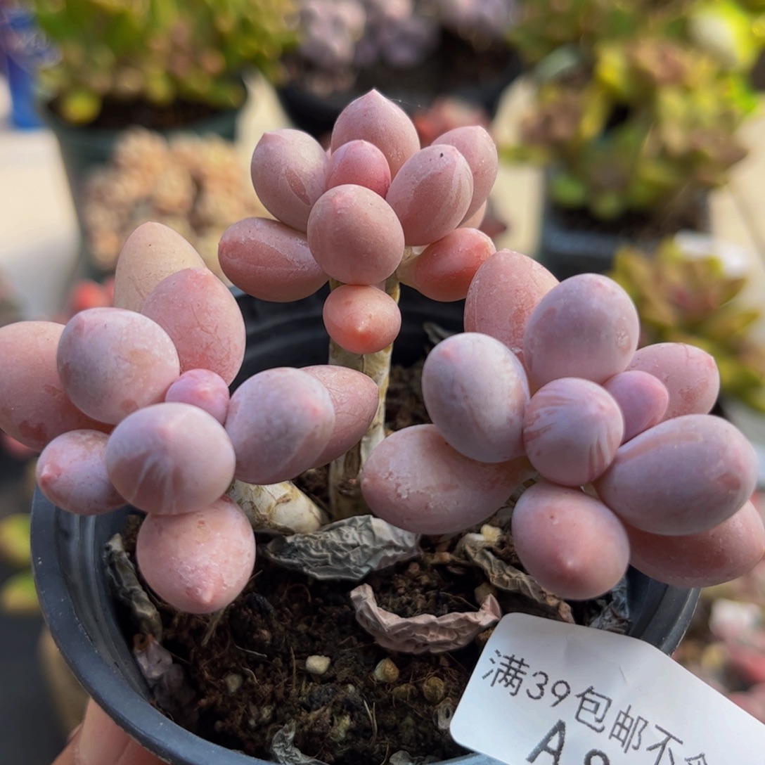 896香水手指6cm多肉植物