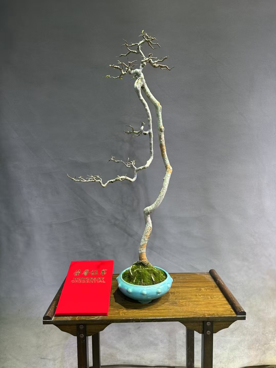 年功老桩榆树榔榆盆景庭院室内外客厅阳台办公室花卉绿植盆栽艺术