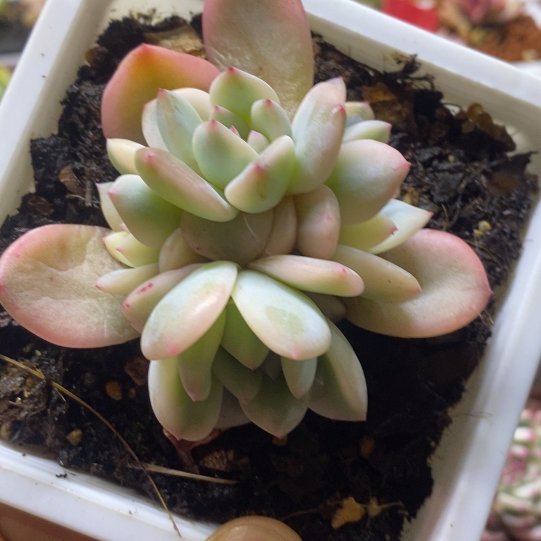 梦露锦底座4头群