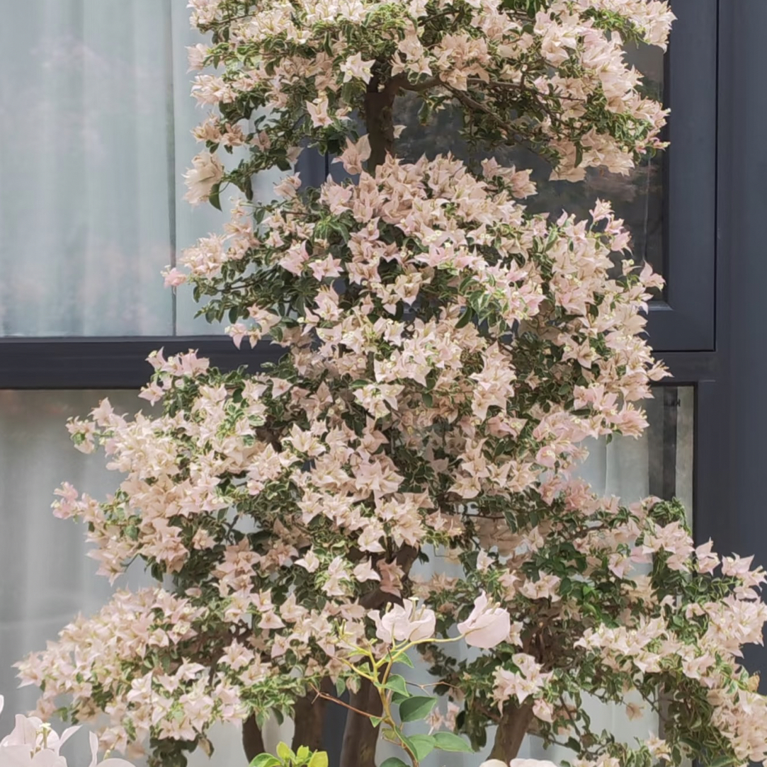 【少女心】三角梅原生棒棒糖，默认运输途中掉花掉叶，小断枝介意慎拍