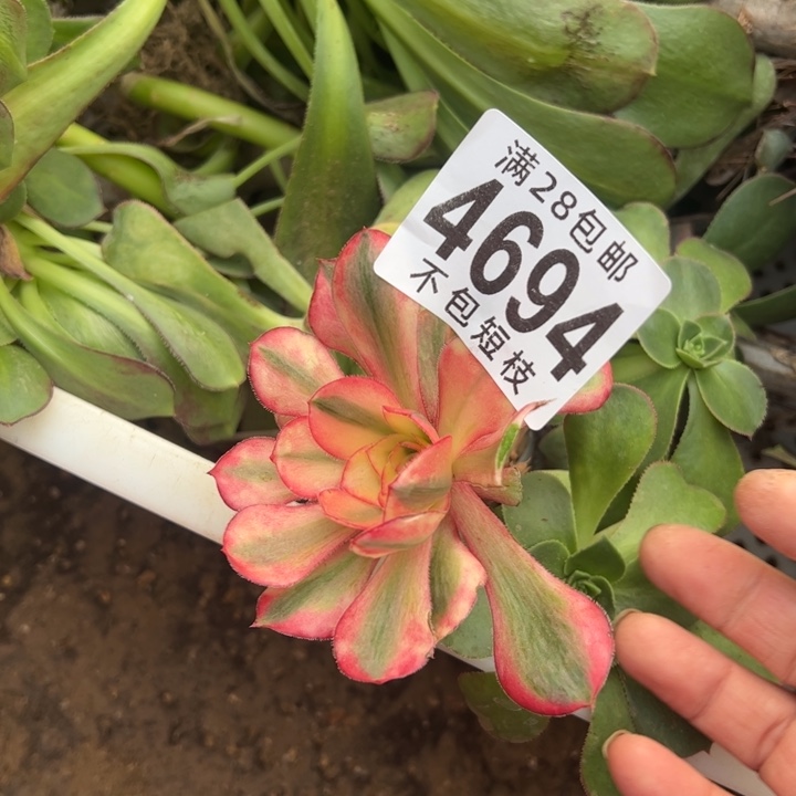 爱丽思无根4694法师