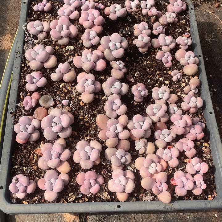 L***ulol图跨区域听哦困老婆哦么困困困就卡