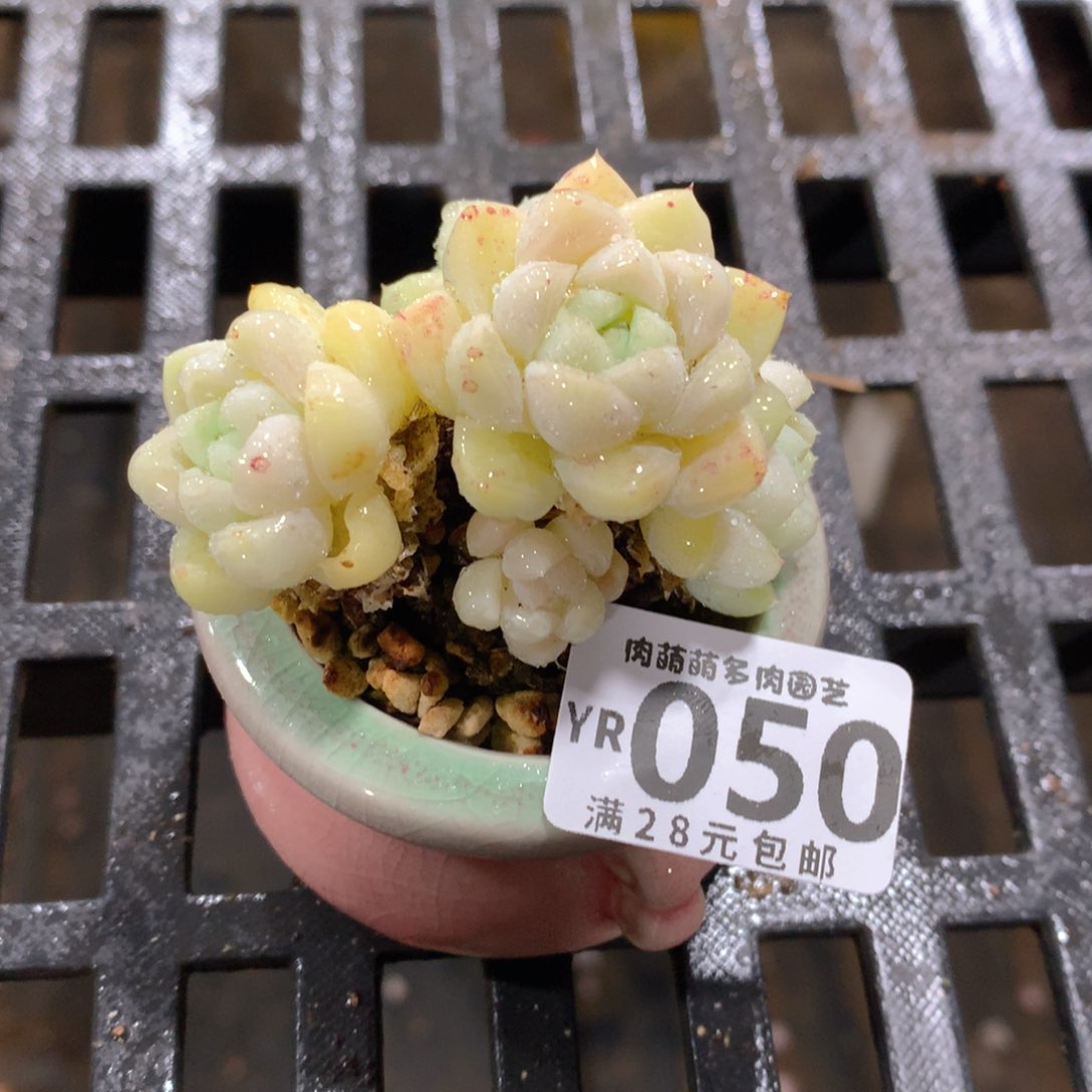 肉萌萌拇指盆精控多肉YR050