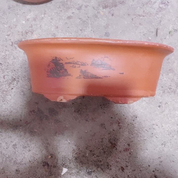 紫砂30红椭圆花哦